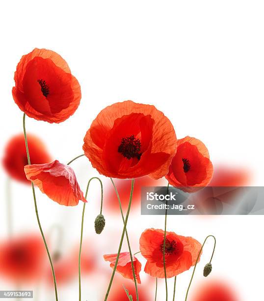 Poppy Flowers Stock Photo - Download Image Now - Agricultural Field, Backgrounds, Close-up
