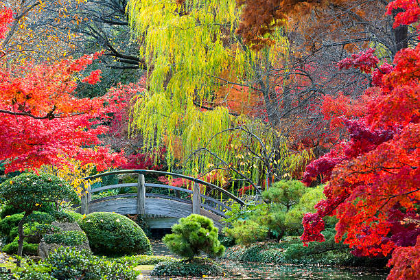 Moon Bridge in the Japanese Gardens Arched wooden bridge accented by Texas fall colors footbridge photos stock pictures, royalty-free photos & images