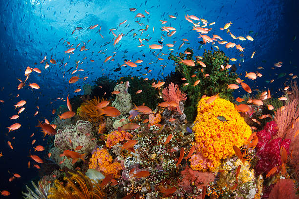colorido recife, raja ampat, indonésia - anel de fogo do pacifico - fotografias e filmes do acervo