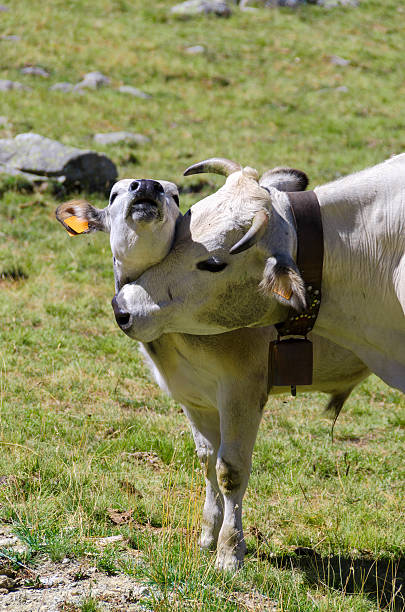 mucca e vitello - domestic cattle calf mother field foto e immagini stock