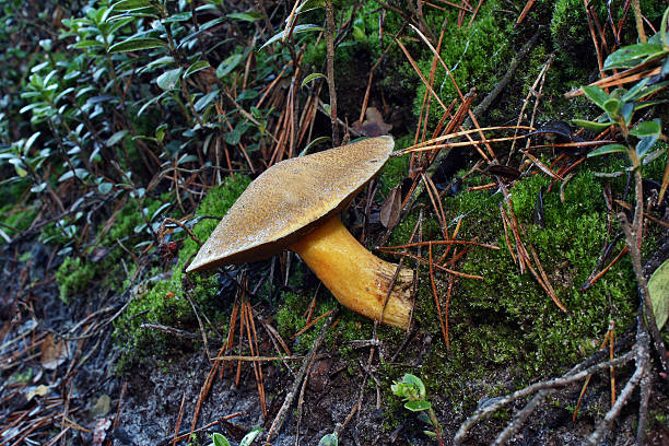 Mushroom suillus variegatus Mushroom suillus variegatus growing in the forest suillus variegatus stock pictures, royalty-free photos & images