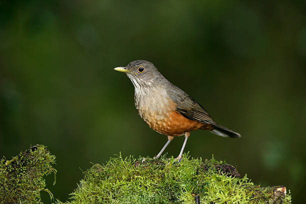 istock Rufous-bellied thrush, Turdus rufiventris 459161103