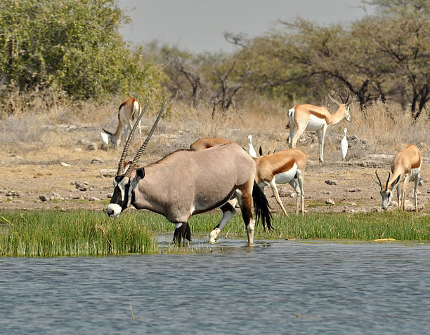 gemsbok antelope (orix gazella) - gemsbok antelope mammal nature fotografías e imágenes de stock