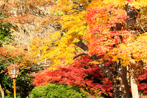Autumn Japanese garden with maple in Kyoto,Japan