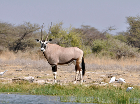 Gemsbok Antelope in the Etosha National Park, Namibia, Southern Africa.