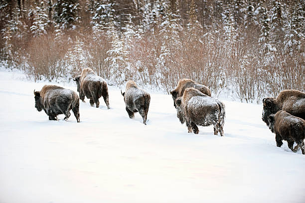 A small herd of wild woodland bison walk through winter snow in Canada's Northwest Territories  Woodland bison are the largest land mammals in North America.
