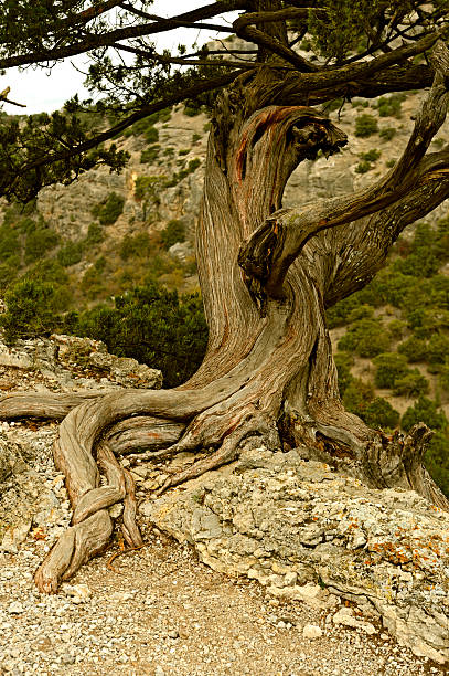 istock Walking in the autumn Crimea 459164693