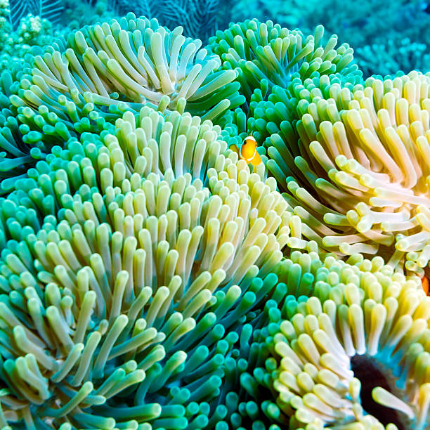 istock Tropical Fish near Colorful Coral Reef 459168985