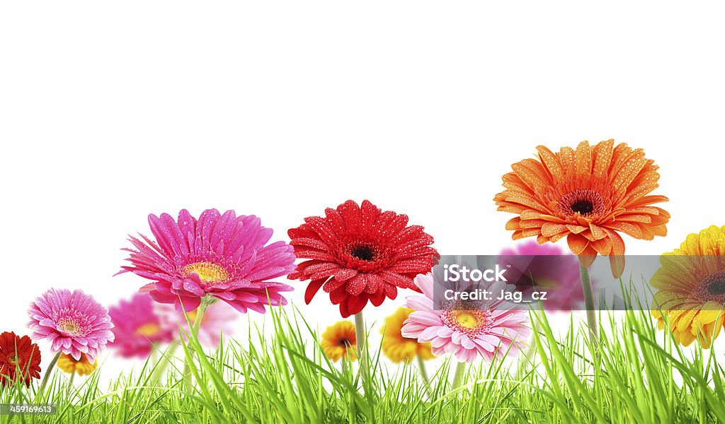 Gerber flower blossoms Gerber flower blossoms on white background Beauty In Nature Stock Photo