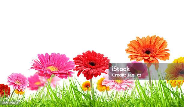 Gerber Flower Blossoms Stock Photo - Download Image Now - Beauty In Nature, Blossom, Botany