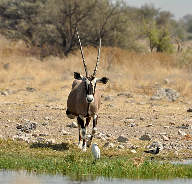 antílope gemsbok - gemsbok antelope mammal nature fotografías e imágenes de stock