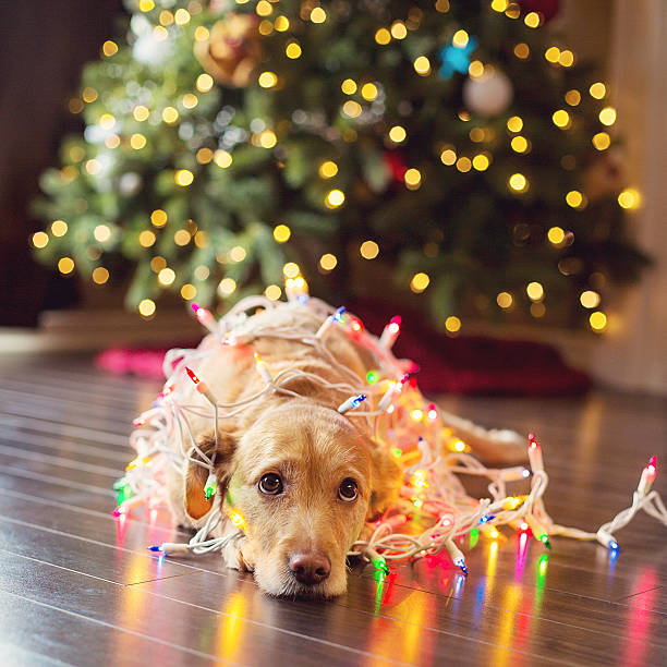 istock Pup wrapped up in Chistmas lights 459180017