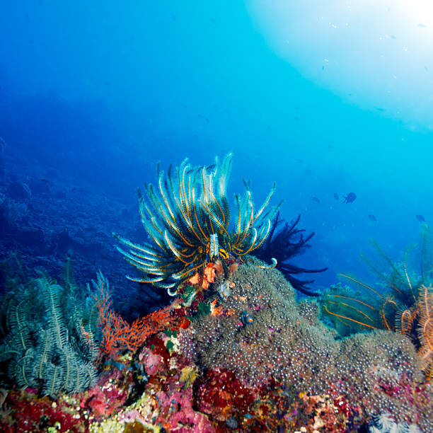 istock Sea Lilies on Colorful Tropical Reef 459189965