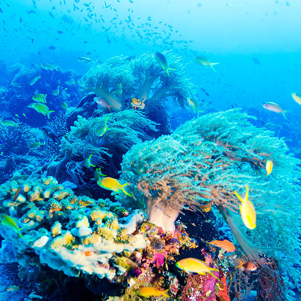 istock Tropical Fish near Colorful Coral Reef 459190943