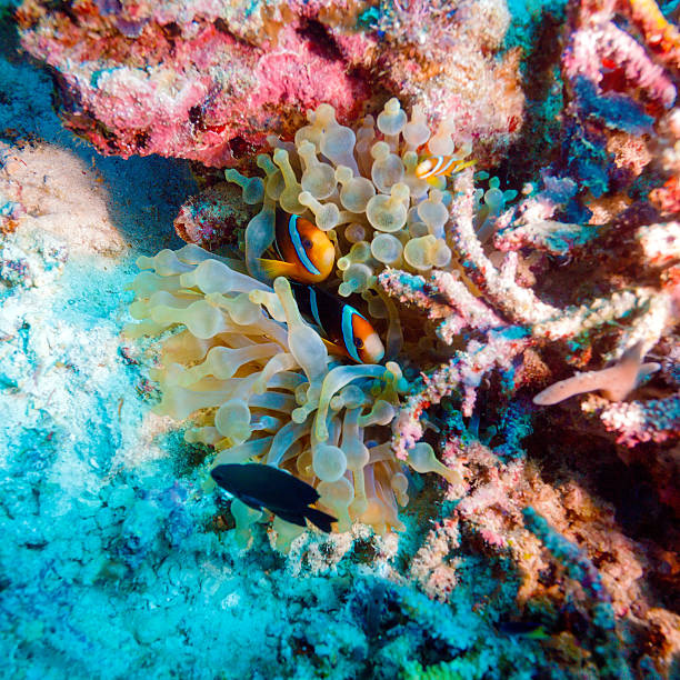 istock Tropical Fish near Colorful Coral Reef 459190975