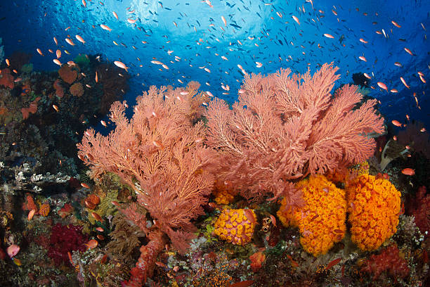 istock Colorful reef,Raja ampat,Indonesia 459193095