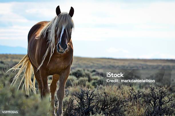 Wild Mustang Stockfoto und mehr Bilder von Pferd - Pferd, Wildtier, Wildpflanze