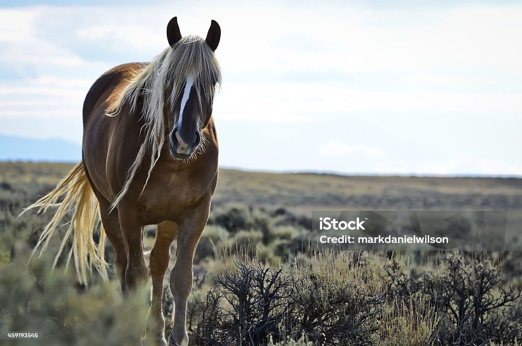 Wild Mustang Wild Mustang near Cody, Wyoming. Horse Stock Photo