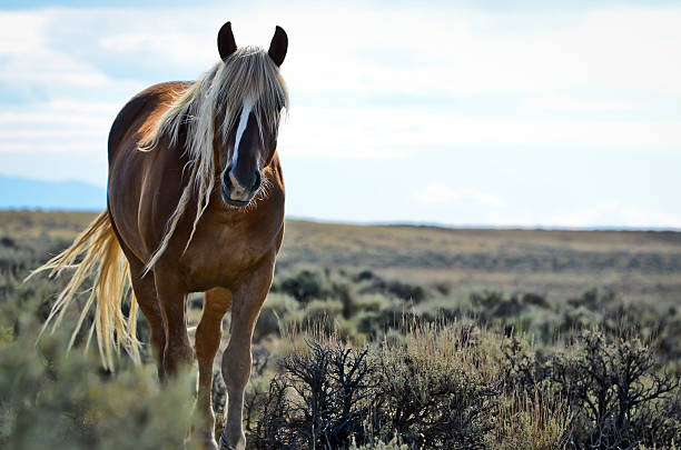 Wild Mustang Wild Mustang near Cody, Wyoming. mustang wild horse photos stock pictures, royalty-free photos & images