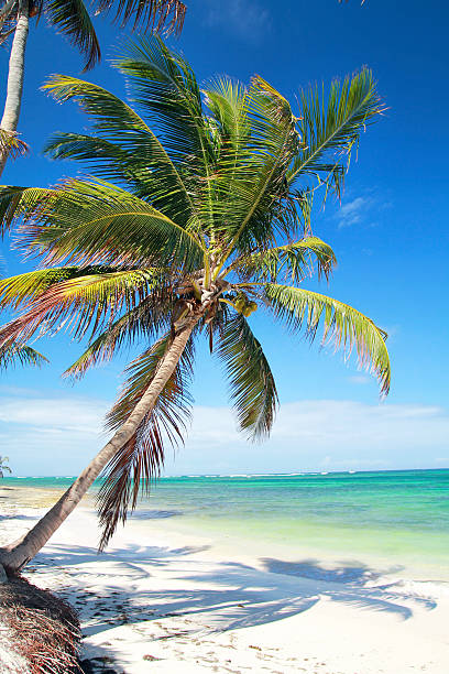 istock Palm on caribbean sea beach 459197737