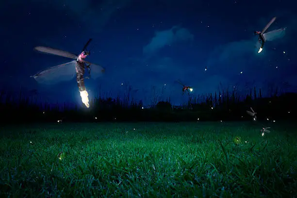 Fireflies flying over a grass field at night