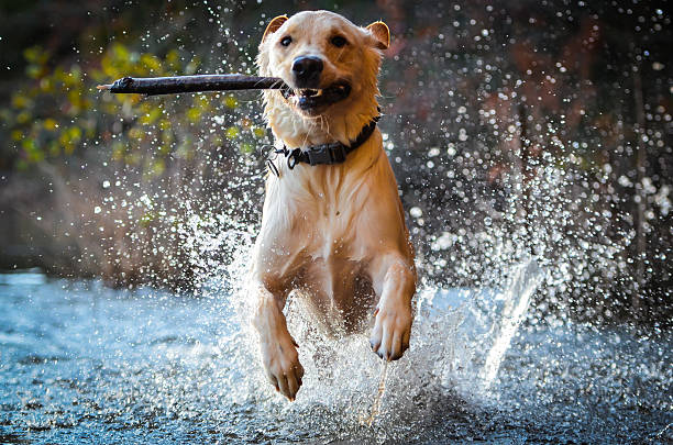 Blake loves playing fetch at the lake!