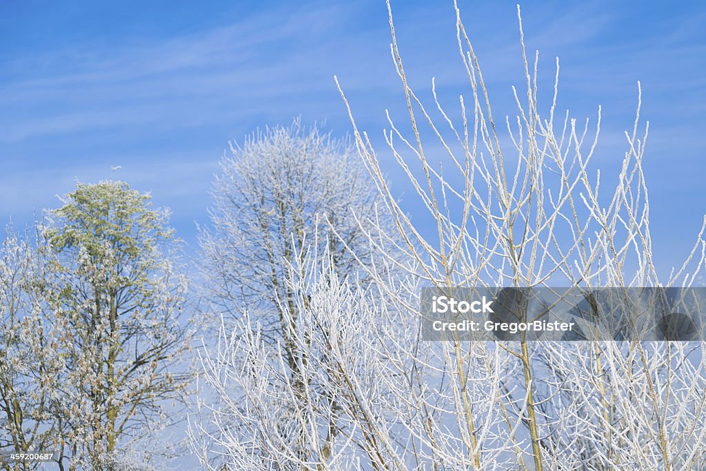 Inverno branch XXXL - Foto stock royalty-free di Albero