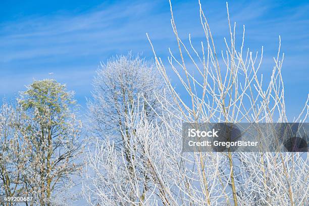 Winter Branch Xxxl Stock Photo - Download Image Now - Agricultural Field, Backgrounds, Bare Tree