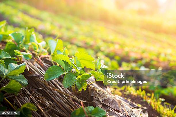 Hydroponicznych Warzyw W Ogrodzie - zdjęcia stockowe i więcej obrazów Azja - Azja, Bez ludzi, Fotografika