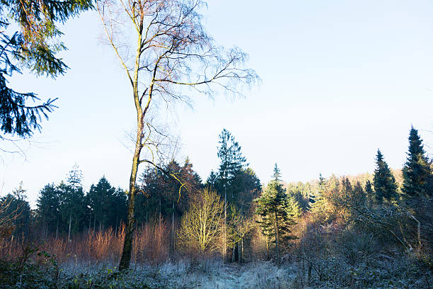 istock winter morning fir tree and birch 459201003