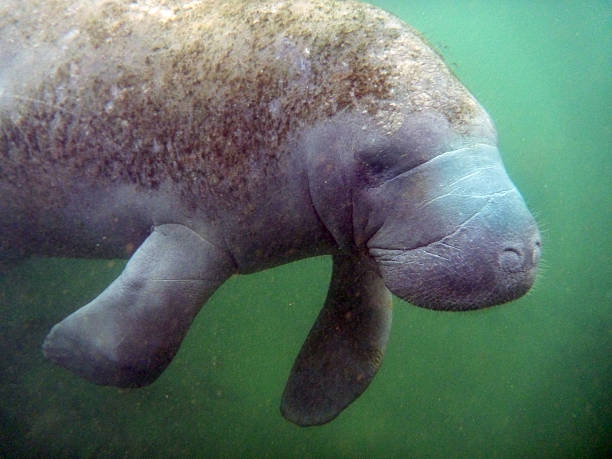 istock Wild Florida manatee swimming 459204515