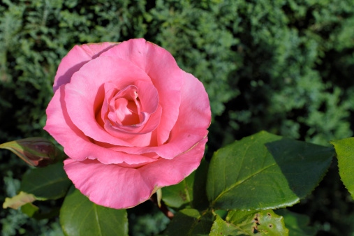 A silky pink rose, shown face on and in close up. Photographed outdoors and in natural sunlight.