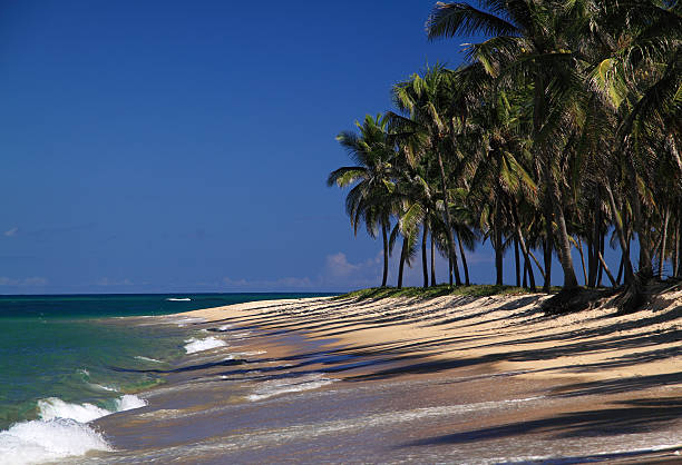 Waves crashing on Gunga Beach in Maceio, North East Brazil A coconut palm lined tropical beach on the Atlantic Ocean. Gunga, Maceio, Alagoas State, North Eastern Brazil maceio photos stock pictures, royalty-free photos & images