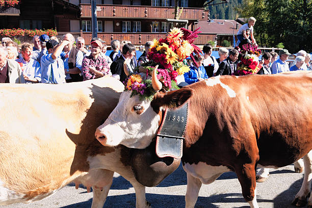 simmintal 소 on 퍼레이드 - editorial europe flower cattle 뉴스 사진 이미지