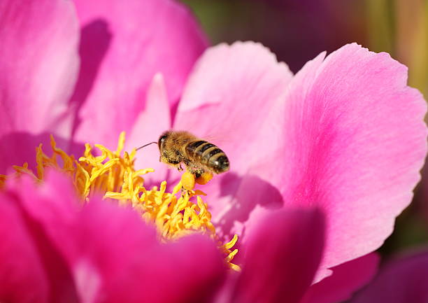 Pink peony flower with flying bee - Paeonia officinalis \