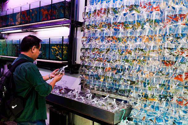 Hong Kong, China - September 27, 2011: Man buying pet fish in the Goldfish market in Tung Choi Street in Hong Kong. This street is known as the Goldfish street because of so many aquarium shops in here. It is also a well known tourist attraction in Hong Kong.