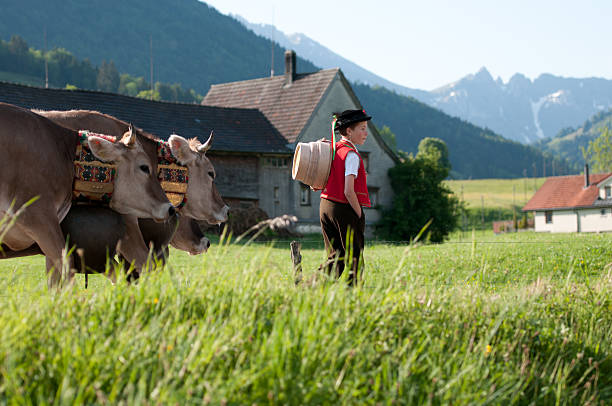 Appenzell Urnaesch, Appenzell Outer Rhodes, Switzerland-May 21st 2011: A boy  in traditional Swiss costumes, bring the  cows in a traditional procession called the \'Alpaufzug\' to the alpine pastures. appenzell stock pictures, royalty-free photos & images