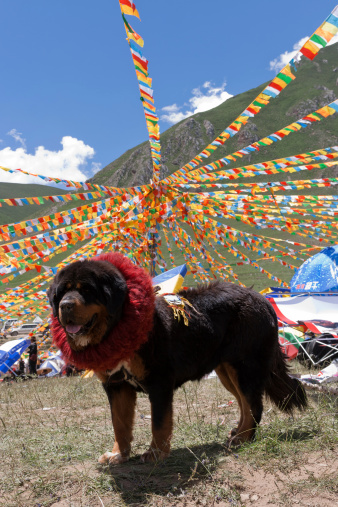 Yushu, Qinghai, China - July 25, 2007: view of a Tibetan Mastiff during the Tibetan Horse Festival of Yushu. The weeklong spectacular Horse Festival of Yushu commences on July 25, on a grassy plain south of town. Hundreds Tibetan tents surround the racecourse where thousands of people converge to barter and enjoy the celebrations at this Horse Racing Festival. Shows of horsemanship skills, including archery on horseback and racing, are the main themes.