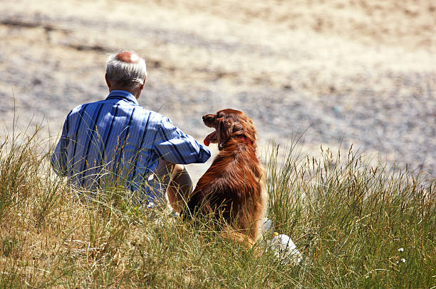 homme assis dans les dunes de sable avec zone rouge setter - wales beach editorial people photos et images de collection