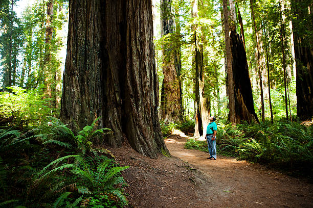 Crescent City, California, USA - August 3, 2011: A man looks up at a giant California coastal redwood tree in Stout Grove, part of Jedidiah Smith State Park, which is part of Redwood National Park.  This redwood grove contains old growth redwoods that tower up to 300 feet high.