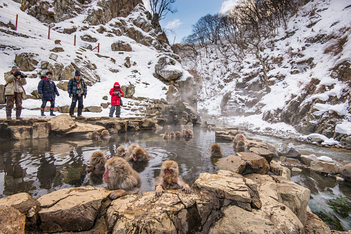 Nagano, Japan - February 5, 2013: Tourists observe bathing macaques at Jigokudani Monkey Park.