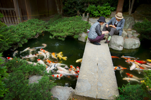 Nagasaki, Japan - May 1, 2004: A senior Japanese couple sits on a stone bridge over a koi pond in the garden of Suwa Shinto shrine. Colorful carp swim around in the pond.