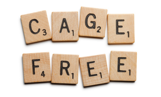 San Diego, California, USA -September 25, 2013: Jumbled wooden Scrabble tiles spelling out the word Cage Free. Shot in a studio setting on a white background.