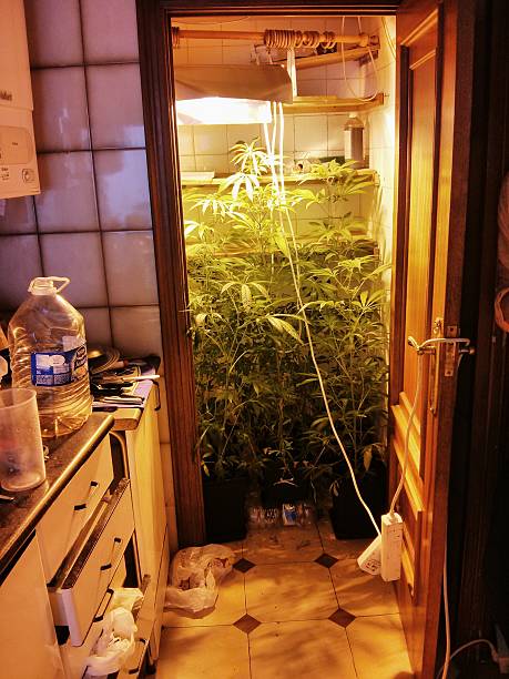 Marijuana plant indoor stock photo