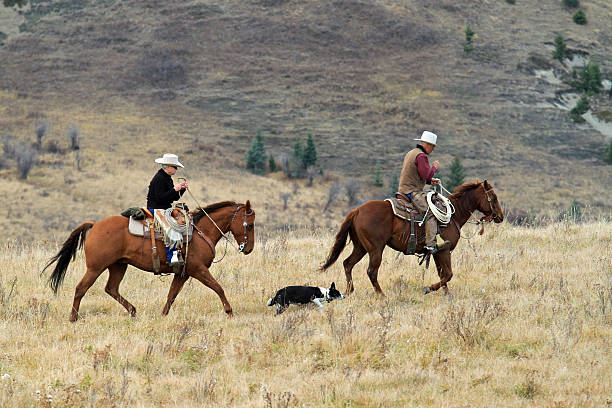 Round Up Time Lethbridge, Alberta, Canada - October 24, 2013: Round Up Time in the Porcupine Hills of Alberta. A cowboy and cowgirl and their Border Collie begin their work of bringing cattle down from the hills for the winter. lethbridge alberta stock pictures, royalty-free photos & images