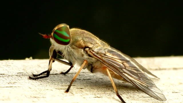 Female Striped Horse Fly