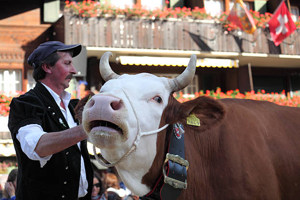 유가공 및 축산 경쟁 암소 선정한 - switzerland cow bell agricultural fair agriculture 뉴스 사진 이미지