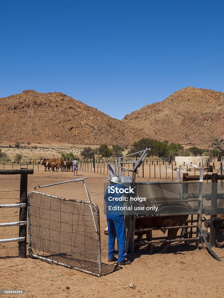 Rancho de gado, Namíbia - Foto de stock de Agricultura royalty-free