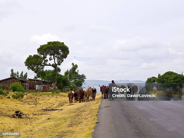 Foto de Zona Rural Etiópia e mais fotos de stock de Adulto - Adulto, Animal de Fazenda, Azul