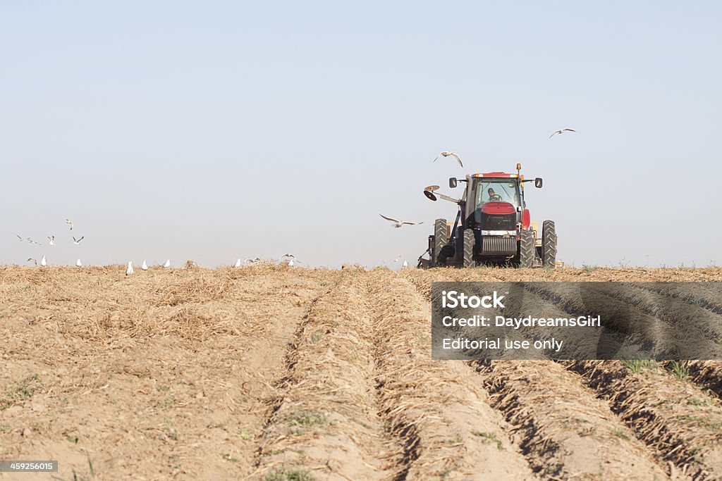 Kartoffel Harvest" - Lizenzfrei Idaho Stock-Foto